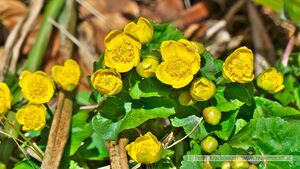Sumpfdotterblumen Steinbachtal 1.jpg