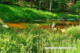 Eines der Biotope entlang des Aubachs.