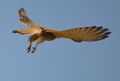 Beringter Turmfalke.jpg