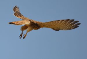 Beringter Turmfalke.jpg