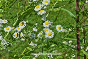 Erigeron Berufkraut 01.jpg