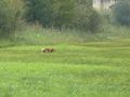 Vorschaubild der Version vom 19:05, 2. Nov. 2012