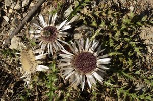 Silberdistel im Herbst.jpg