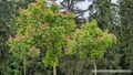 2025 05 03 Rosskastanie Schlosspark Hellbrunn 03.jpg