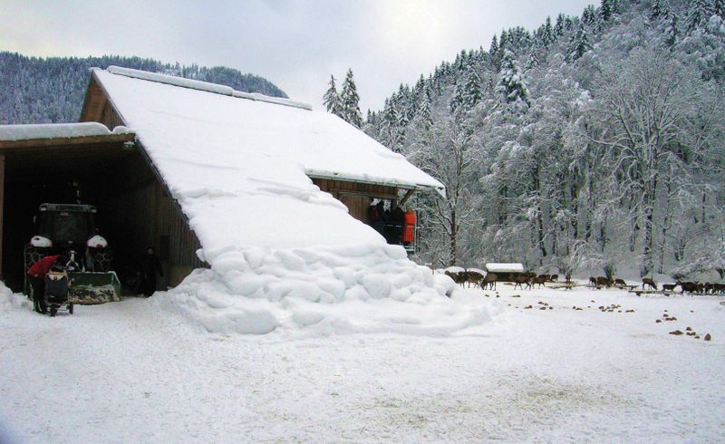 Datei:Hirschfütterung in Hintersee, Unterstand.jpg