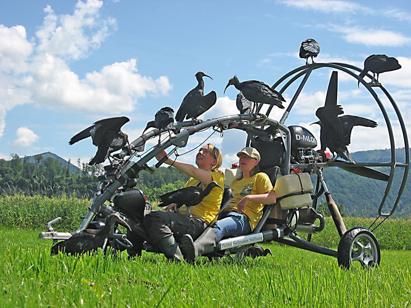 Datei:Waldrappe Ziehmuetter.jpg