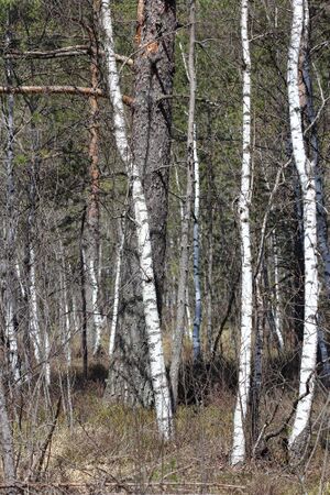 Mandlinger moor 69690 2018-04-18.jpg