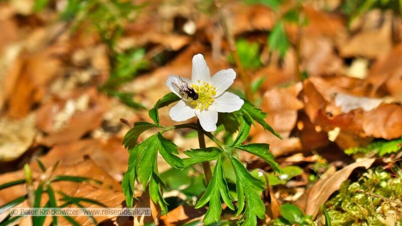 Datei:Buschwindröschen Steinbachtal 1.jpg
