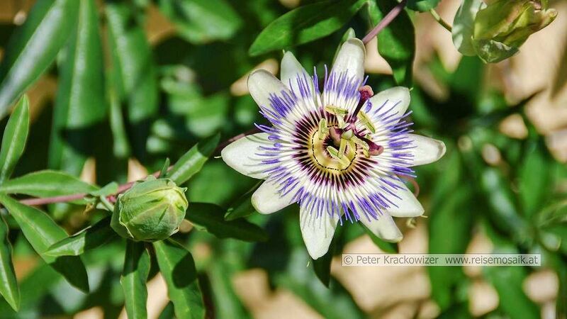 Datei:Kapuzinerkloster Salzburg Passionsblume.jpg
