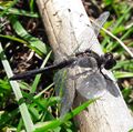 Schwarze Heidelibelle 20201004 141058 2.jpg
