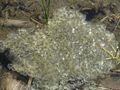 Grasfroschlaich, Käfertal 17.jpg