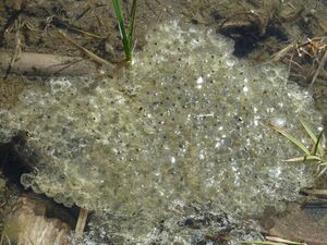 Grasfroschlaich, Käfertal 17.jpg