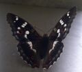 Kleiner Schillerfalter Apatura ilia Bischofshofen 20220619 1pg (3).jpg