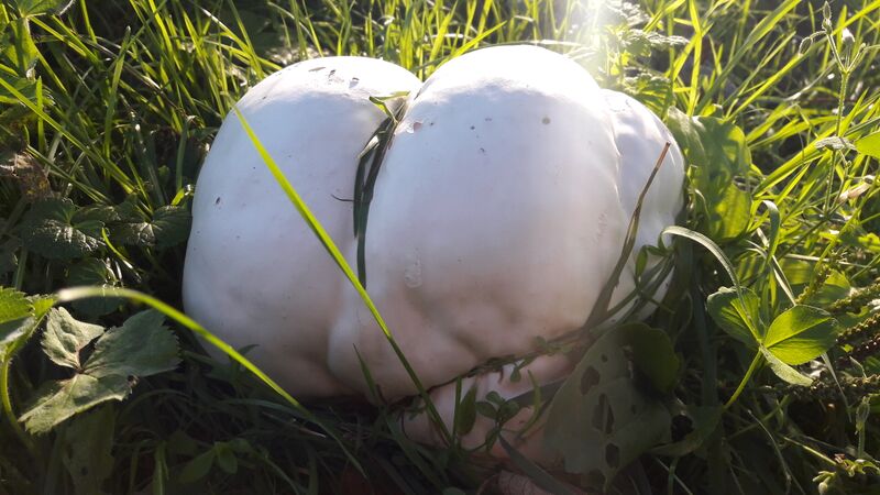 Datei:Riesenbovist 20200903 4.jpg