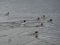 Vorschaubild der Version vom 18:54, 17. Jan. 2013