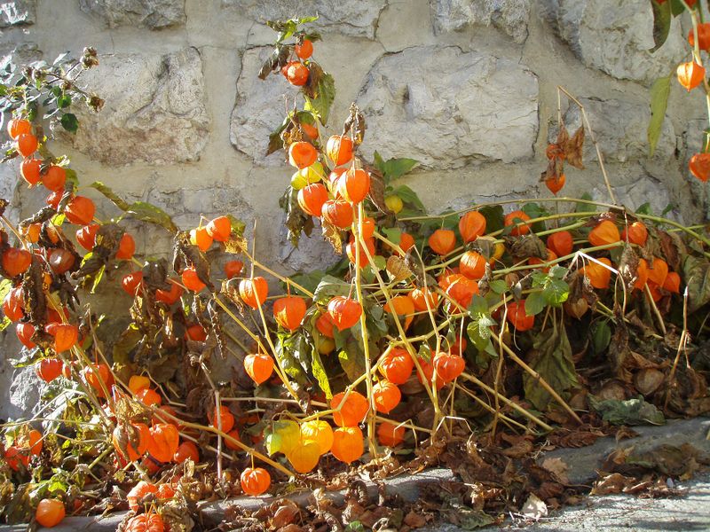 Datei:Novemberschmuck.jpg