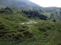 Twenger alm 18286 2003-07-01.jpg