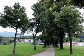 Wickenburg-Allee.jpg