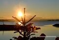 2024 11 30 Seezauber Wallersee Neumarkt Sonnenuntergang 05.jpg