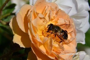 2025 06 14 Schwebfliege in Rosenstrauch 02.jpg