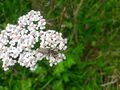 Dichtbehaarter Halsbock Kaprun 20250722 3.jpg