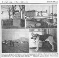 Hundestaffel beim Rochushof 1939.jpg