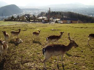 Wildpark am Heuberg.jpg