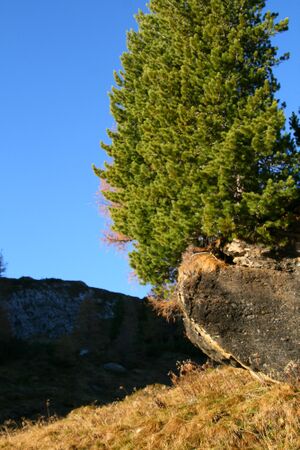 Fuchskar 0421 07-10-08.jpg