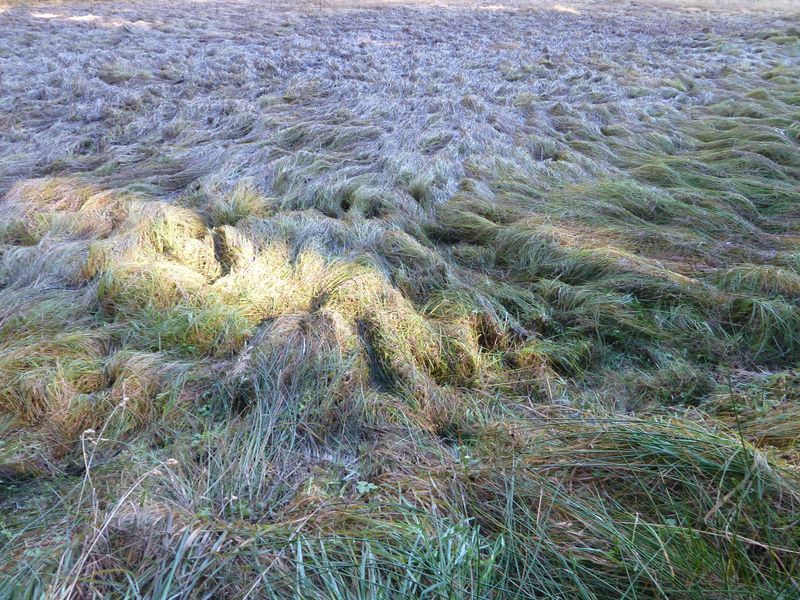 Datei:Seggen im Wasenmoos Mittersill.jpg