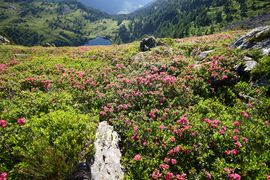 Wirpitschsee, untere-weißpriach 29639 2016-07-10.jpg