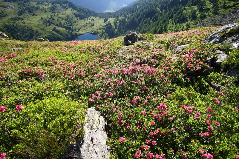 Datei:Wirpitschsee, untere-weißpriach 29639 2016-07-10.jpg