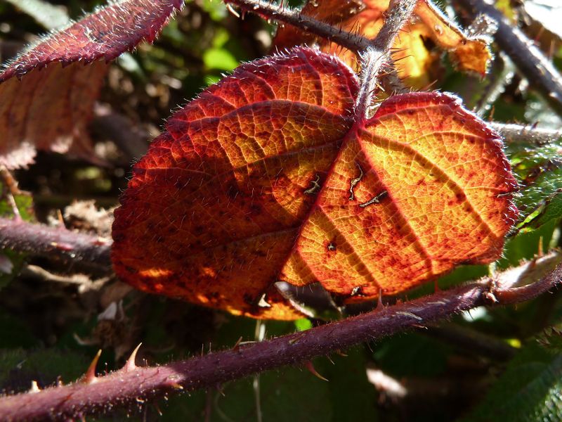 Datei:Brombeerblatt 7.jpg