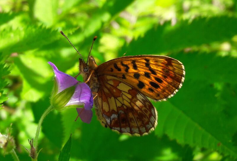 Datei:Lepidoptera Seidlwinkltal 1 (5).jpg