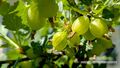 2025 05 10 Stachelbeeren.jpg