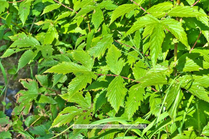 Datei:Filipendula Mädesüß Spierstaude 03.jpg