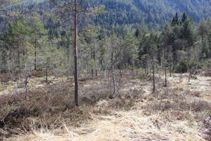Mandlinger moor 69761 2018-04-18.jpg