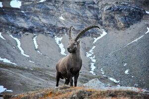 Steinbock 2013 05.jpg