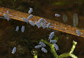 Poduridae.jpg