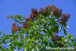 Vegetation im Rauriser Gaisbachtal 02.jpg