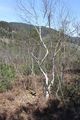 Mandlinger moor 69791 2018-04-18.jpg