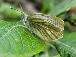 Schmetterling Tappenkarsee 20240628 1 (1).jpg