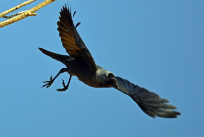 Datei:Dohle im Flug.jpg