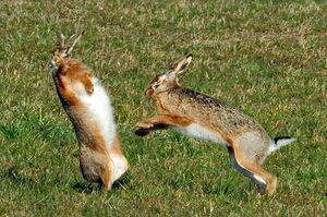 Hase Kampf 04.jpg