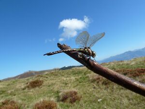Libelle 2.jpg