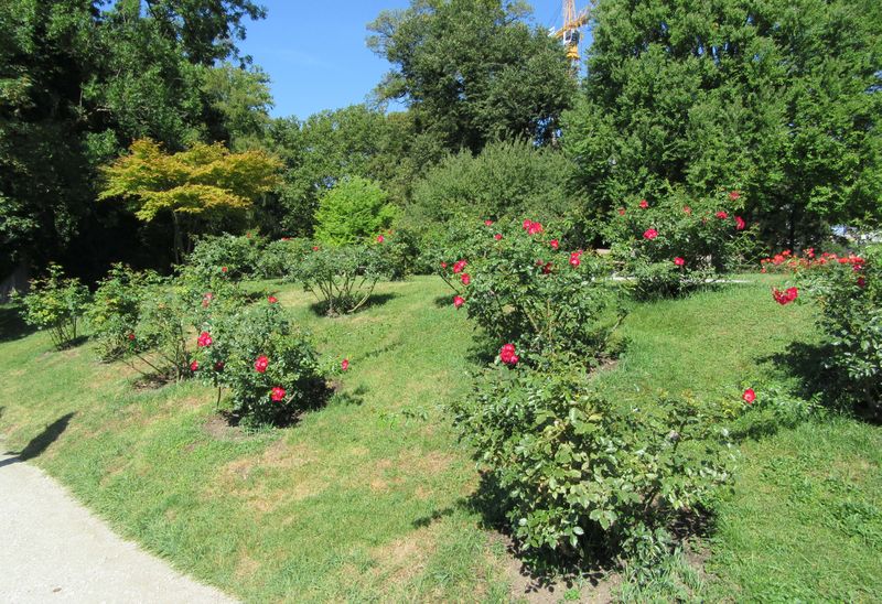 Datei:Rosenpflanzung am Rosenhügel.jpg