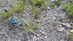 Bläuling Käfertal 27052022 (12).jpg