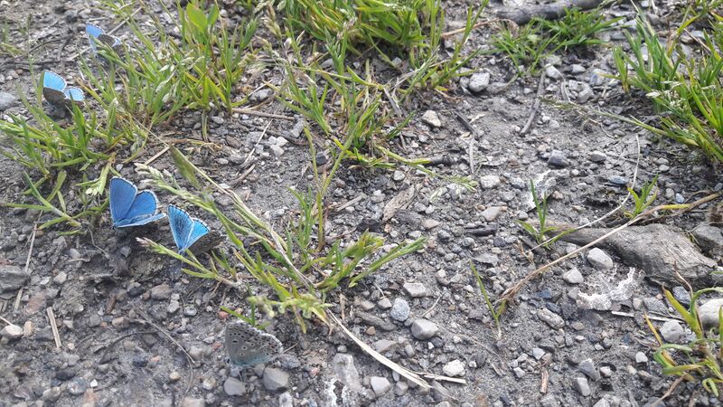 Datei:Bläuling Käfertal 27052022 (12).jpg