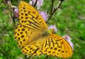 Lepidoptera Weißpriachtal 1 (1).jpg