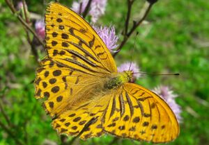 Lepidoptera Weißpriachtal 1 (1).jpg