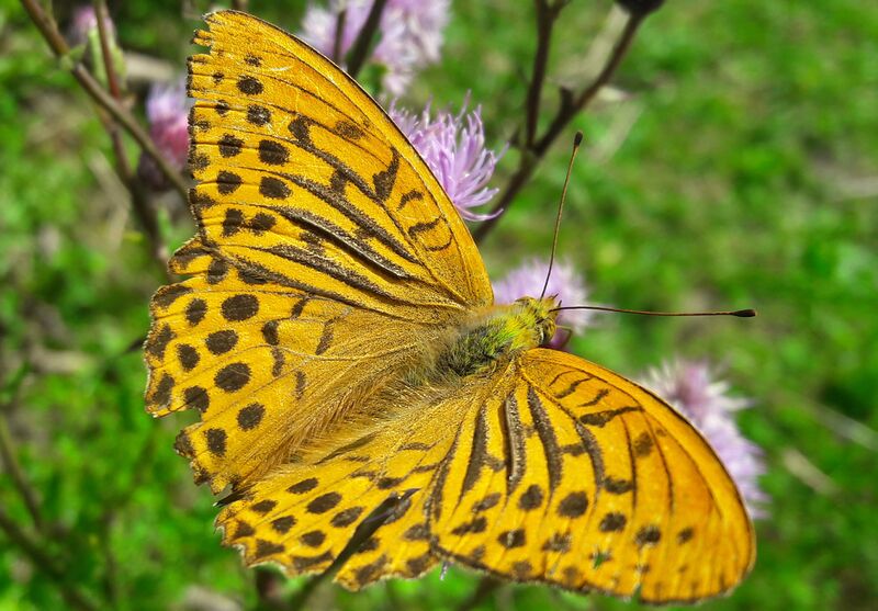 Datei:Lepidoptera Weißpriachtal 1 (1).jpg